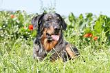 BEAUCERON 462